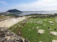 algae, nature, 자연, 바다, 섬, 사진,이미지,일러스트,캘리그라피 - dhtmdcjfs작가 크라우드픽 - 저작권 걱정 없는 상업용 이미지