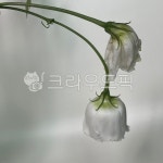 꽃옆모습, 화이트플라워, 흰꽃, 화이트꽃, 꽃송이, 사진,이미지,일러스트,캘리그라피 - 러브혜작가 크라우드픽 - 저작권 걱정 없는 상업용 이미지