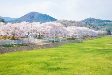 blossom, 꽃, 벚꽃, 하늘, 소풍, 사진,이미지,일러스트,캘리그라피 - Bgsik작가 크라우드픽 - 저작권 걱정 없는 상업용 이미지