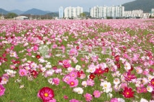 코스모스, flower, 꽃, petal, 꽃잎, 사진,이미지,일러스트,캘리그라피 - 푸른이파리작가 크라우드픽 - 저작권 걱정 없는 상업용 이미지