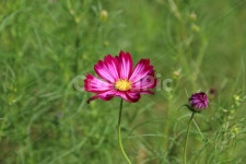 코스모스, 꽃, 가을, 계절, 식물, 사진,이미지,일러스트,캘리그라피 - 꼼지락작가작가 크라우드픽 - 저작권 걱정 없는 상업용 이미지