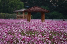원두막, 가을, 공원, 꽃, 코스모스, 사진,이미지,일러스트,캘리그라피 - 하늬바람작가 크라우드픽 - 저작권 걱정 없는 상업용 이미지