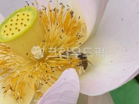 연꽃, 벌, 식물, 연, lotus, 사진,이미지,일러스트,캘리그라피 - ira98작가 크라우드픽 - 저작권 걱정 없는 상업용 이미지