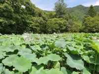 연, 연꽃, 연밭, 연저수지, 공원, 사진,이미지,일러스트,캘리그라피 - 나르셔작가 크라우드픽 - 저작권 걱정 없는 상업용 이미지