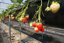 딸기체험, 딸기하우스, 딸기농장, strawberry, 딸기, 사진,이미지,일러스트,캘리그라피 - 긍정맘작가 크라우드픽 - 저작권 걱정 없는 상업용... 