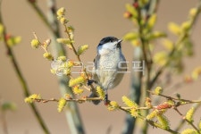 갯버들, 버들강아지, 쇠박새, 조류, 새, 사진,이미지,일러스트,캘리그라피 - pink00s73작가 크라우드픽 - 저작권 걱정 없는 상업용 이미지