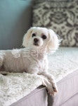 강아지, 개, 애완견, 반려동물, 애완동물, 사진,이미지,일러스트,캘리그라피 - carywoman작가 크라우드픽 - 저작권 걱정 없는 상업용 이미지