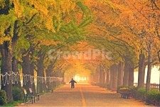 아산, 곡교천, 은행나무길, 곡교천가을, 곡교천아침, 사진,이미지,일러스트,캘리그라피 - 영산공작가 크라우드픽 - 저작권 걱정 없는 상업용 이미지