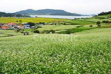 장흥, 선학동마을, 메밀꽃, 이청준, 선학동나그네, 사진,이미지,일러스트,캘리그라피 - 영산공작가 크라우드픽 - 저작권 걱정 없는 상업용 이미지