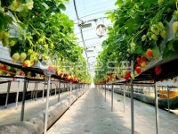 딸기, 딸기농장, strawberry, 원예, nature, 사진,이미지,일러스트,캘리그라피 - jjhjyh431작가 크라우드픽 - 저작권 걱정 없는 상업용... 