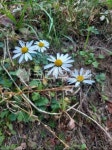 daisy, 토양, flower, 꽃, 들국화, 사진,이미지,일러스트,캘리그라피 - 아나무슈작가 크라우드픽 - 저작권 걱정 없는 상업용 이미지