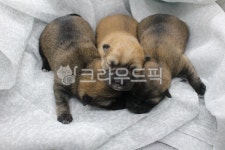 animal, 동물, dog, 개, pet, 사진,이미지,일러스트,캘리그라피 - 꾸밈터작가 크라우드픽 - 저작권 걱정 없는 상업용 이미지