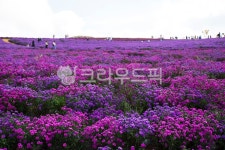purple, 보라, person, 사람, human, 사진,이미지,일러스트,캘리그라피 - nthbutpic작가 크라우드픽 - 저작권 걱정 없는 상업용 이미지