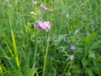 꽃, 자연, 풀, 보라색, 봄, 사진,이미지,일러스트,캘리그라피 - 솔향기작가 크라우드픽 - 저작권 걱정 없는 상업용 이미지