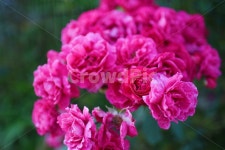 로즈, 장미, rose, 꽃, flower, 사진,이미지,일러스트,캘리그라피 - 모아씨작가 크라우드픽 - 저작권 걱정 없는 상업용 이미지