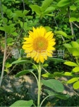 꽃, flower, 해바라기, 여름, 노랑, 사진,이미지,일러스트,캘리그라피 - 소소한윤댕작가 크라우드픽 - 저작권 걱정 없는 상업용 이미지