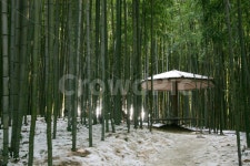 담양, 대나무, 죽녹원, 배경, 감성, 사진,이미지,일러스트,캘리그라피 - qawer작가 크라우드픽 - 저작권 걱정 없는 상업용 이미지