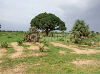 들판, 나무, 큰나무, 초원, 아름드리, 사진,이미지,일러스트,캘리그라피 - 모리나라작가 크라우드픽 - 저작권 걱정 없는 상업용 이미지