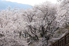 하동십리벚꽃, 쌍계사벚꽃, cherryblossom, 하동벚꽃, 벚꽃, 사진,이미지,일러스트,캘리그라피 - Azian작가 크라우드픽 - 저작권 걱정 없는... 