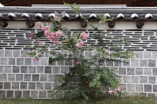 꽃, 꽃나무, 담, 기와, 벽돌, 사진,이미지,일러스트,캘리그라피 - 함께사는세상작가 크라우드픽 - 저작권 걱정 없는 상업용 이미지