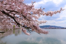 경주, 보문단지, 벚꽃, 봄, 꽃, 사진,이미지,일러스트,캘리그라피 - 키르케작가 크라우드픽 - 저작권 걱정 없는 상업용 이미지