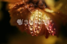 국화, 국화꽃, 가을국화, chrysanthemum, flower, 사진,이미지,일러스트,캘리그라피 - 고운경작가 크라우드픽 - 저작권 걱정 없는 상업용... 