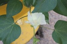 목화, 식물, 잎, cotton, plant, 사진,이미지,일러스트,캘리그라피 - joyfulharu작가 크라우드픽 - 저작권 걱정 없는 상업용 이미지