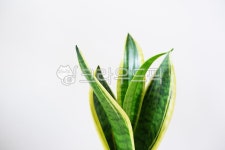 산스베리아, 화초, 반려식물, 식물, 잎, 사진,이미지,일러스트,캘리그라피 - LalaJean작가 크라우드픽 - 저작권 걱정 없는 상업용 이미지