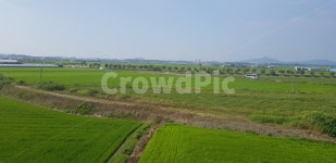 푸른들판, 자연, 벼, 논, 시골풍경, 사진,이미지,일러스트,캘리그라피 - 라인작가 크라우드픽 - 저작권 걱정 없는 상업용 이미지