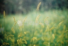 plant, 식물, 아지랑이, haze, 풀, 사진,이미지,일러스트,캘리그라피 - kmdoh작가 크라우드픽 - 저작권 걱정 없는 상업용 이미지