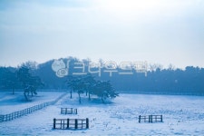 눈, 설원, 목장, 원당종마목장, 겨울, 사진,이미지,일러스트,캘리그라피 - 메추리알작가 크라우드픽 - 저작권 걱정 없는 상업용 이미지