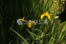 창포, 식물, 붓꽃, 노랑꽃창포, plant, 사진,이미지,일러스트,캘리그라피 - joyfulharu작가 크라우드픽 - 저작권 걱정 없는 상업용 이미지