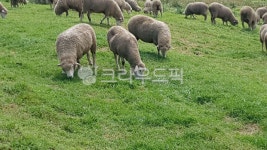 목초지, 들, 동물, 양, 농장, 사진,이미지,일러스트,캘리그라피 - Jay Kwon작가 크라우드픽 - 저작권 걱정 없는 상업용 이미지