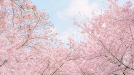 벚꽃, blossom, 꽃, cherryblossom, 꽃길, 사진,이미지,일러스트,캘리그라피 - 노란꽃돼지작가 크라우드픽 - 저작권 걱정 없는 상업용 이미지
