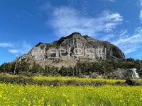 봄, 유채꽃, 산방산, 제주도, spring, 사진,이미지,일러스트,캘리그라피 - 크라우드픽스작가 크라우드픽 - 저작권 걱정 없는 상업용 이미지