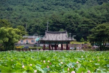 연못, 연꽃, 정자, 한옥, 저수지, 사진,이미지,일러스트,캘리그라피 - 집시작가 크라우드픽 - 저작권 걱정 없는 상업용 이미지