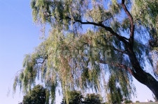 올림픽공원, 대한민국, 버드나무, 식물, 공원, 사진,이미지,일러스트,캘리그라피 - 소곤소곤작가 크라우드픽 - 저작권 걱정 없는 상업용 이미지