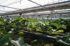 식물, 하우스, 딸기, 딸기잎, 딸기농장, 사진,이미지,일러스트,캘리그라피 - 긍정맘작가 크라우드픽 - 저작권 걱정 없는 상업용 이미지