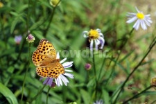 국화, 나비, 꽃, 식물, 자연, 사진,이미지,일러스트,캘리그라피 - DReD작가 크라우드픽 - 저작권 걱정 없는 상업용 이미지