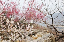 하동, 매화마을, 매화축제, 매화꽃, 매화, 사진,이미지,일러스트,캘리그라피 - Nchoiceagg작가 크라우드픽 - 저작권 걱정 없는 상업용 이미지