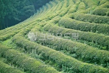 녹차밭, 농장, 대한다원, 자연풍경, 아름다움, 사진,이미지,일러스트,캘리그라피 - pandora4077작가 크라우드픽 - 저작권 걱정 없는 상업용... 