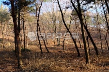 푸른하늘, 맑은하늘, 숲, 산, 숲하늘, 사진,이미지,일러스트,캘리그라피 - 돌하르냥작가 크라우드픽 - 저작권 걱정 없는 상업용 이미지