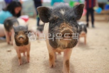 대관령아기목장, 대관령, 돼지, 동물, 귀여움, 사진,이미지,일러스트,캘리그라피 - 똑바로작가 크라우드픽 - 저작권 걱정 없는 상업용 이미지