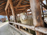 양, 양얼굴, 양모습, 양떼목장, 목장, 사진,이미지,일러스트,캘리그라피 - missven작가 크라우드픽 - 저작권 걱정 없는 상업용 이미지