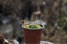 이끼, 화초, 야샹화, 식물, 봄, 사진,이미지,일러스트,캘리그라피 - 솔리아스작가 크라우드픽 - 저작권 걱정 없는 상업용 이미지