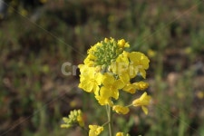 꽃, 유채꽃, 노란꽃, 노랑, 봄, 사진,이미지,일러스트,캘리그라피 - 소소한윤댕작가 크라우드픽 - 저작권 걱정 없는 상업용 이미지