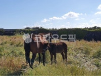 말, 들판, 자연, 농장, 동물, 사진,이미지,일러스트,캘리그라피 - Nsjsss11작가 크라우드픽 - 저작권 걱정 없는 상업용 이미지