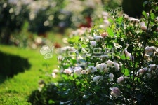 순천만국가정원1호, 테마공원, 자연생태공원, 자연, 옥외, 사진,이미지,일러스트,캘리그라피 - pandora4077작가 크라우드픽 - 저작권 걱정... 