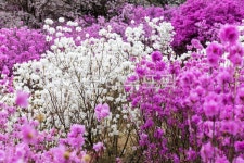 봄꽃, 식물, 진달래, 진달래꽃, 야외, 사진,이미지,일러스트,캘리그라피 - 할수있어작가 크라우드픽 - 저작권 걱정 없는 상업용 이미지