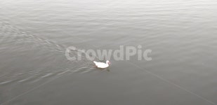 오리, 동물, 새, water, animal, 사진,이미지,일러스트,캘리그라피 - Ben93작가 크라우드픽 - 저작권 걱정 없는 상업용 이미지